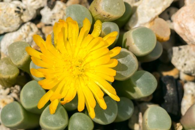 Fenestraria rhopalophylla aka baby toes succulent bright yellow flower.