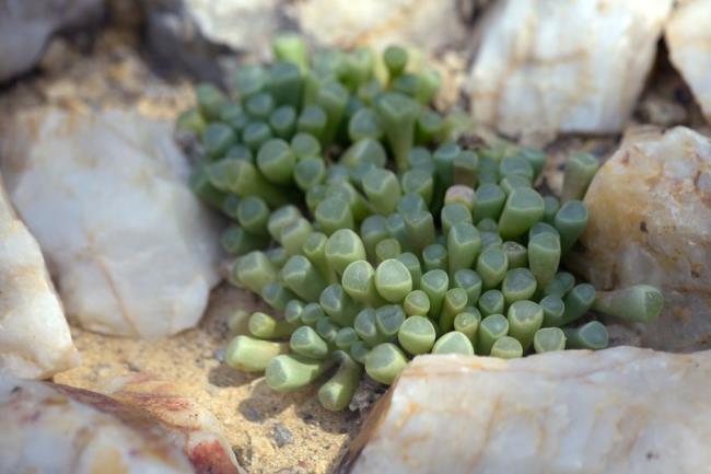 Baby toes succulent with small clump-forming tube-shaped leaves between white rocks