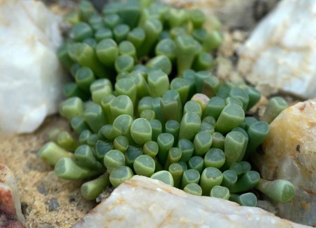 Baby toes succulent with tube-shaped leaves clumped together between white quartz rocks closeup