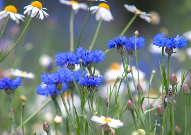 Blue cornflowers next to white daisies in garden