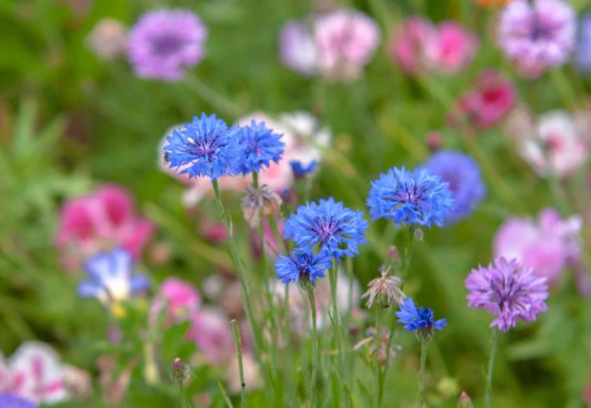 Blue cornflowers in a garden with other pink and purple flowers