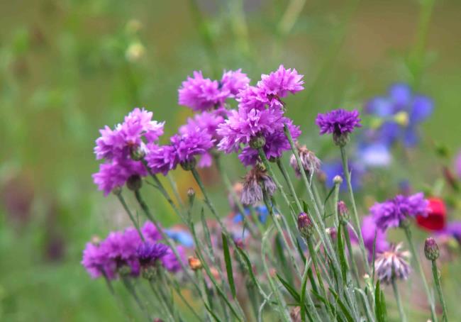 Cornflower stems with purple-pink flowers in garden