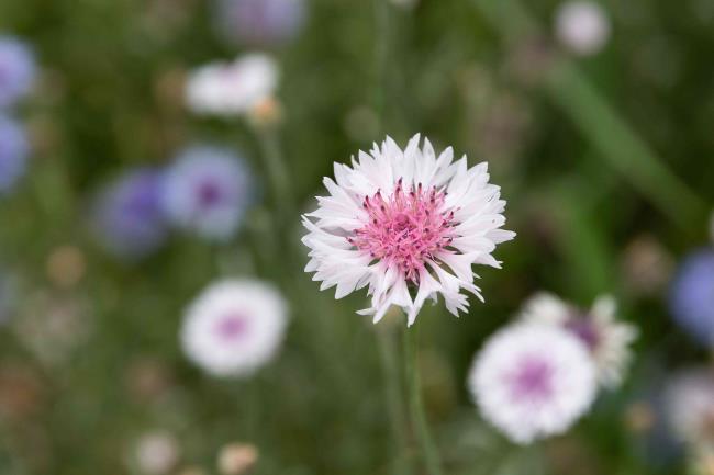 closeup of bachelor's buttons