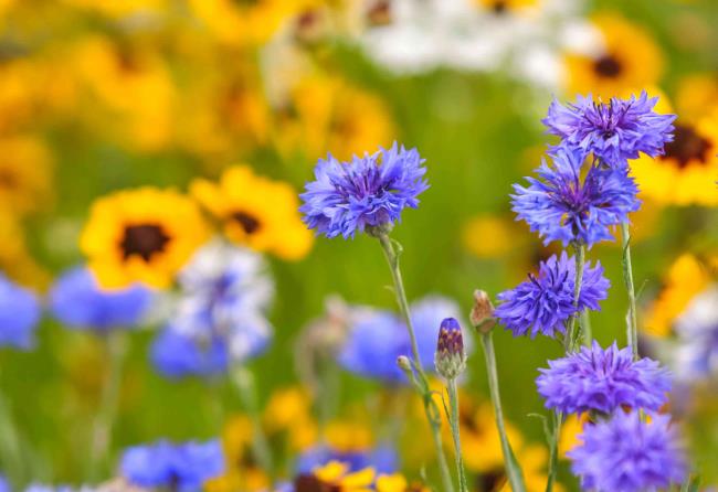 Cornflower with purple petals and buds in front of yellow flowers