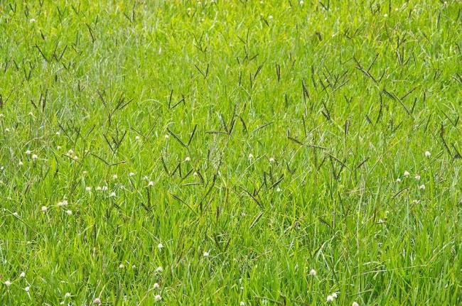 Bahia grass (Paspalum notatum) grass