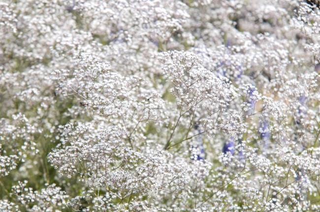 Baby's breath plants with tall stems and white flowers