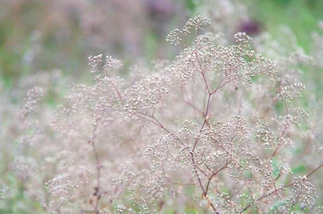 Baby's breath plants in garden field