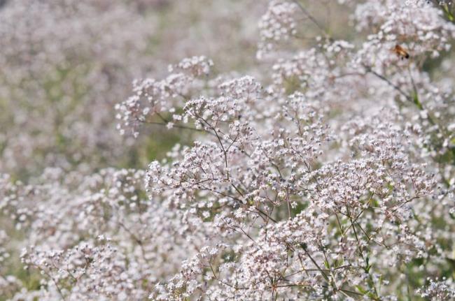 Baby's breath plants with multiple stems and white flowers in a garden