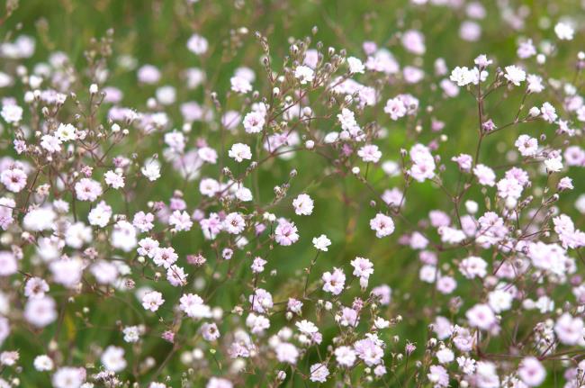 Baby's breath stems with white and pink flowers closeup