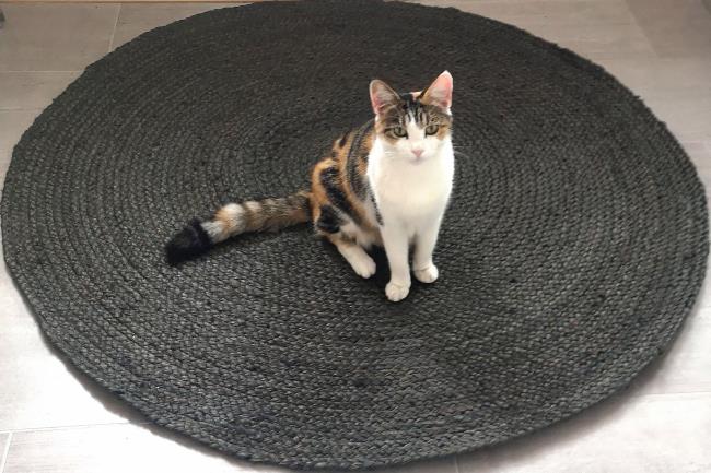 An area rug occupied by the best decorating accessory, a pet