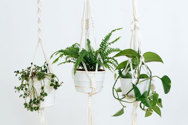 twisted macrame plant hangers