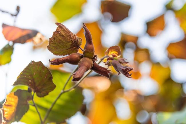 Beaked hazelnut shrub branch with acorn-like nuts closeup