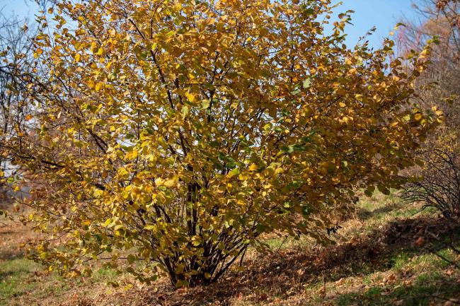 Beaked hazelnut shrub with yellow leaves on long branches