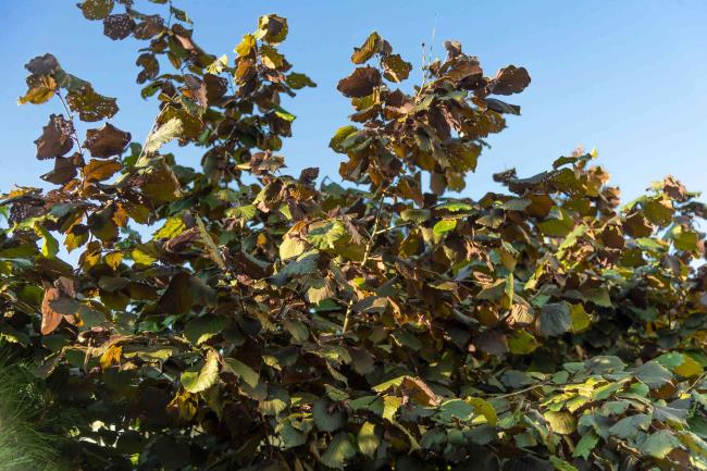 Beaked hazelnut shrub with brown and green leaves on tall branches