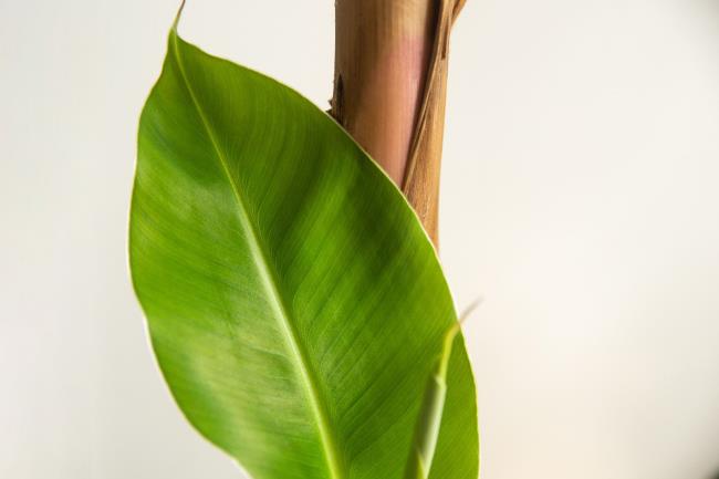 banana leaf closeup