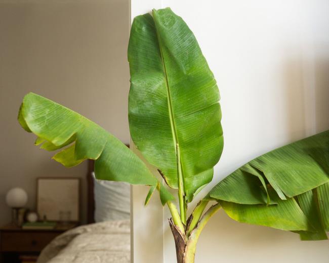 banana leaf tree