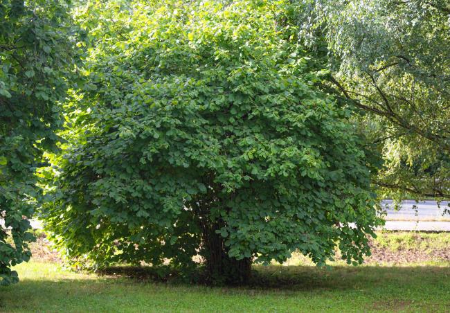 Beaked hazelnut tree-like shrub with thick branches