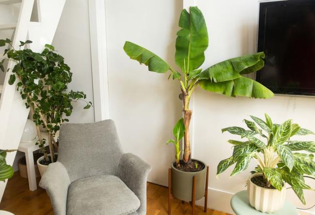 banana tree in a living room