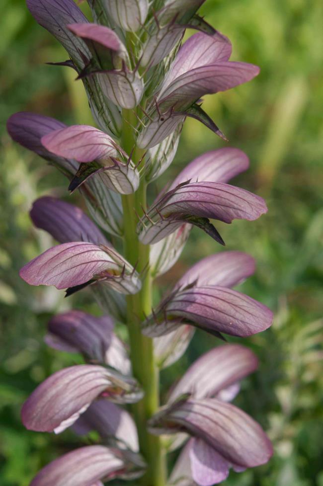 Bear's breeches with light purple flowers and stem closeup