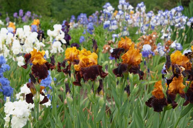 irises