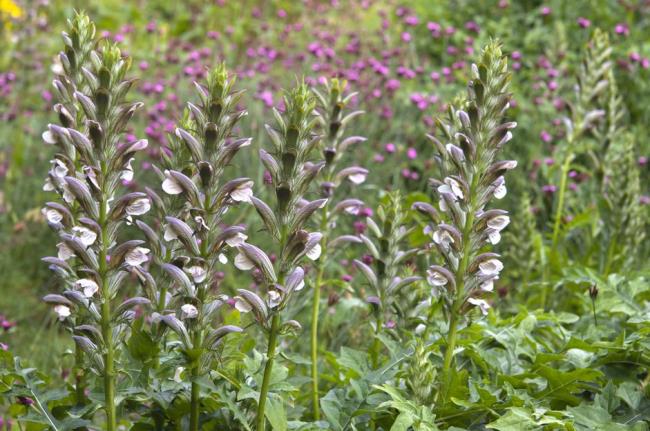 Bears breeches plant with light purple flowers in field