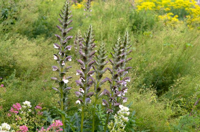 Bear's breeches stems standing in field