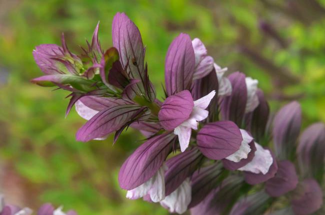 Bear's breeches stem with violet flowers closeup