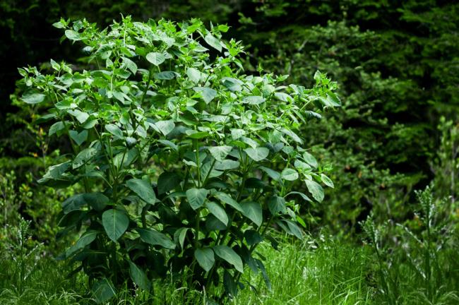 Bellado<em></em>nna plant with tall stems and large leaves in middle of forest