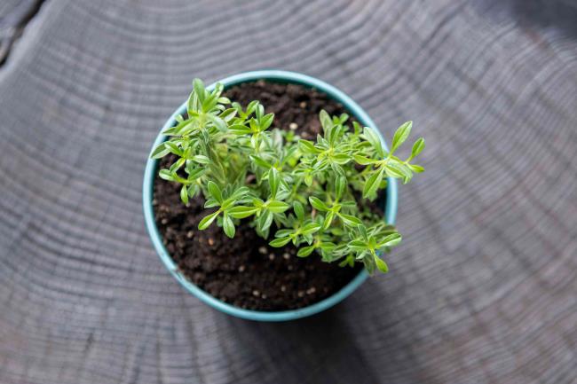 Summer savory herb planted in small round blue pot from above