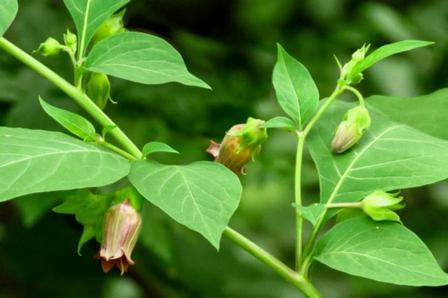 Bellado<em></em>nna plant with bell-shaped flower and buds closeup