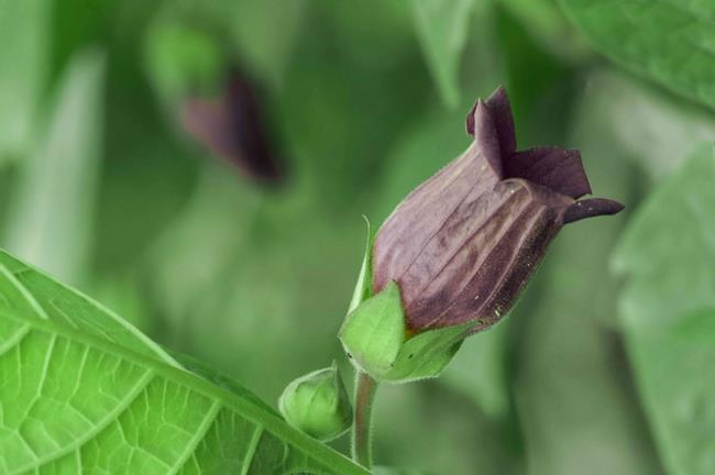 Bellado<em></em>nna plant with bell-shaped dark purple flower closeup