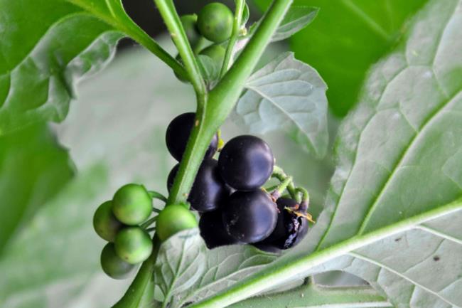 Bellado<em></em>nna plant with round black and green fruits closeup