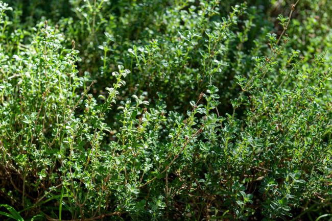 Summer savory herb plant with narrow green leaves closeup