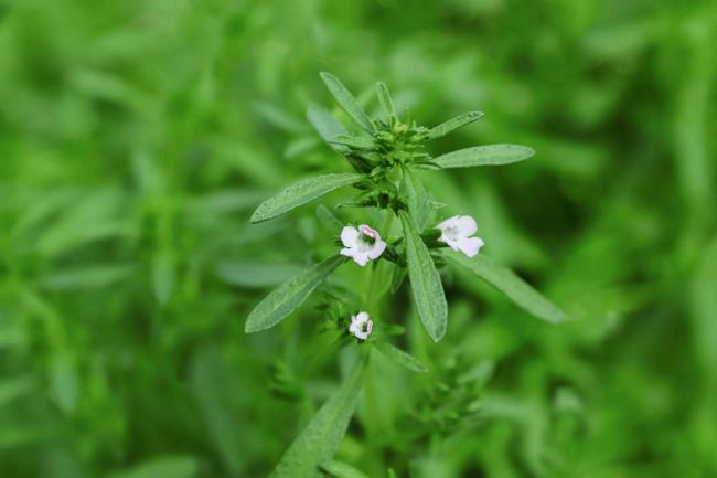 Summer savory herb stem with narrow green leaves and tiny white flowers closeup