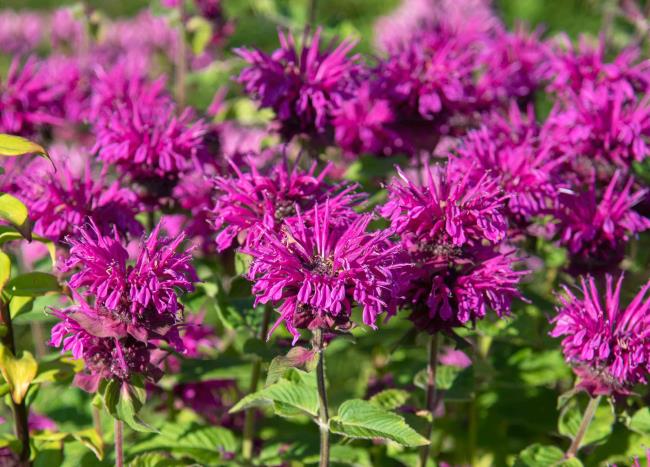 Bee balm with leggy purple flower heads in sunlight