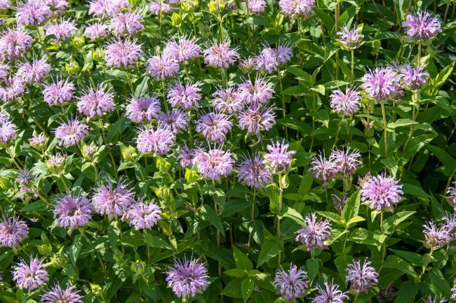 Bee balm flowers with light purple leggy flower heads clustered on thin stems