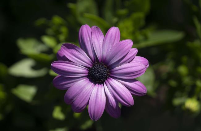 purple shasta daisy