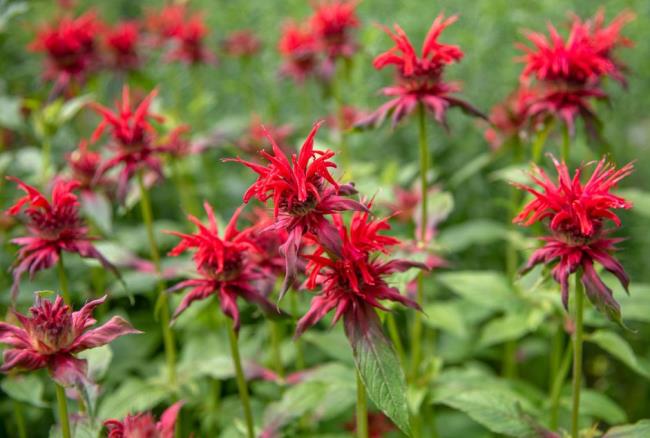 Bee balm plant with vibrant red flower heads on thin stems