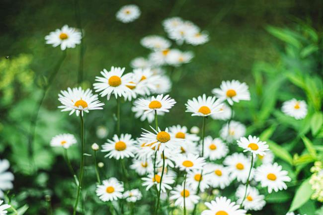 shasta daisies in a garden