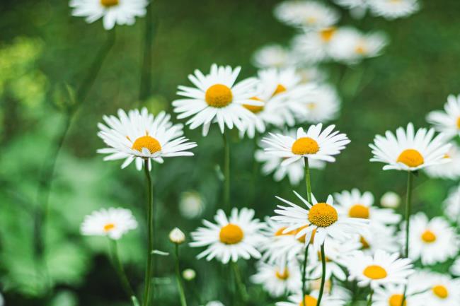 shasta daisies