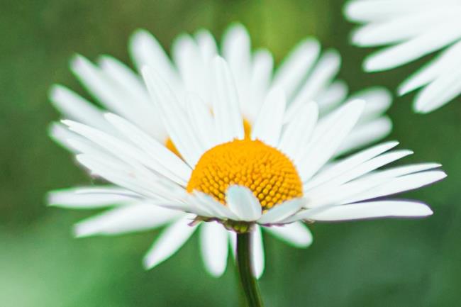 closeup of a shasta daisy