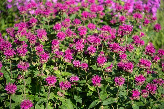 Bee balm with fuchsia-colored flower heads clustered on thin stems