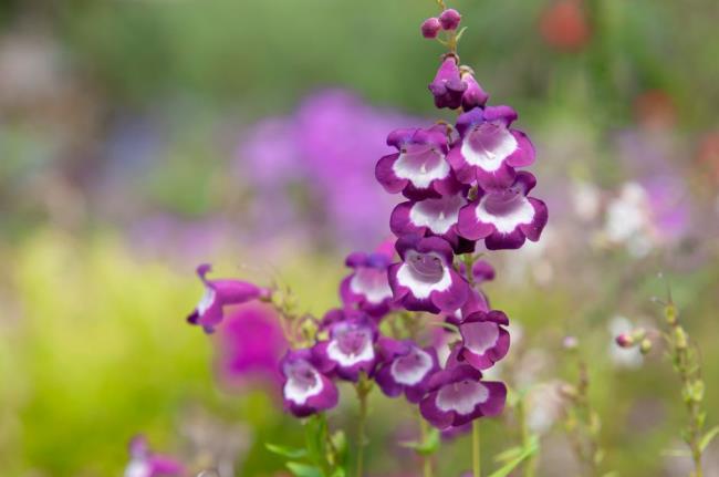 Beardto<em></em>ngue with purple and white flowers