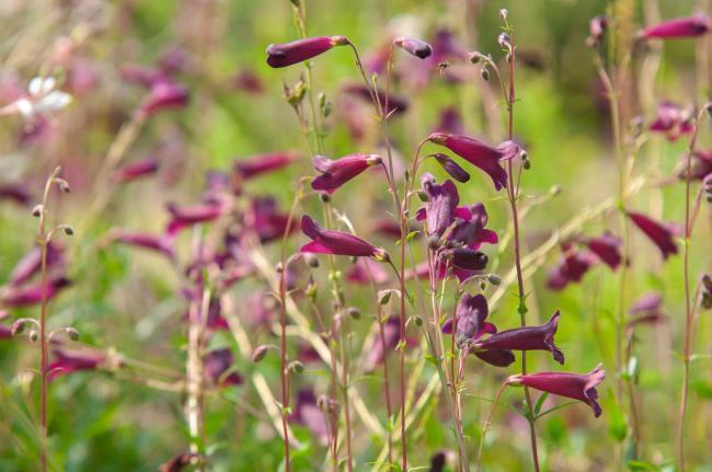 Dark pink beardto<em></em>ngue flowers