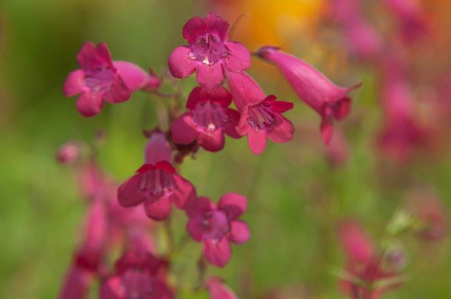 Pink beardto<em></em>ngue flowers in sunlight 