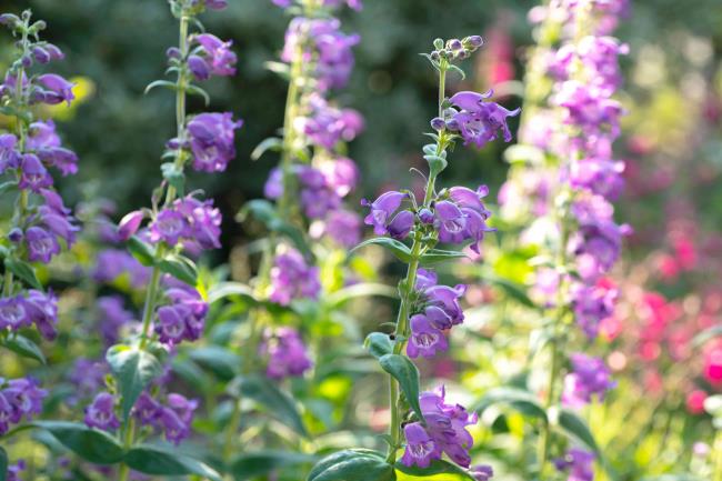 Beardto<em></em>ngue stems with purple flowers