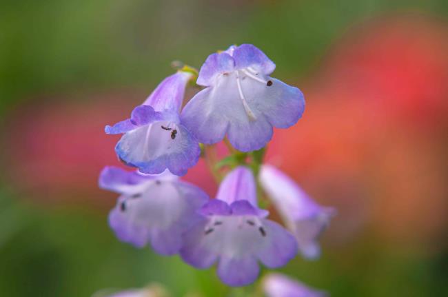 Light purple beardto<em></em>ngue flowers closeup