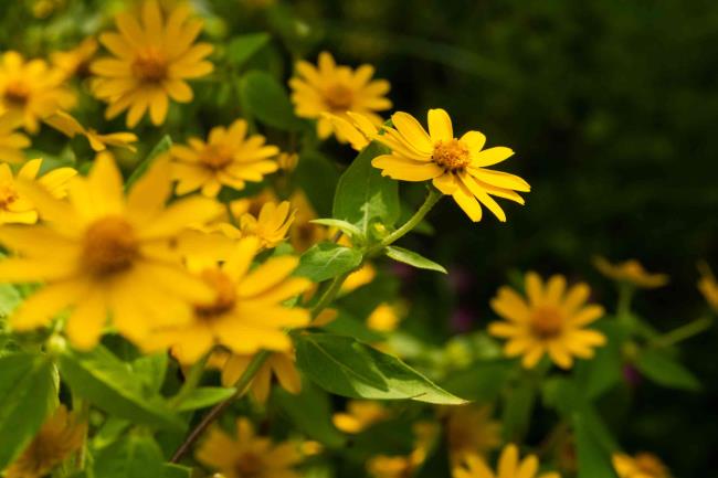 melampodium flowers