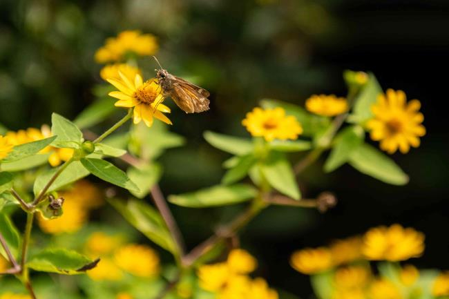 butterfly on melampodium flower