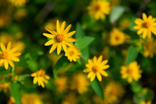 melampodium flowers